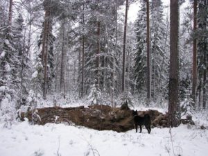 %D0%B0 %D1%81%D0%BD%D0%B56